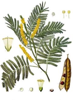 Kaçu Akasyası