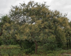 Leucophloea Akasya