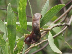 Melanoxylon Akasya