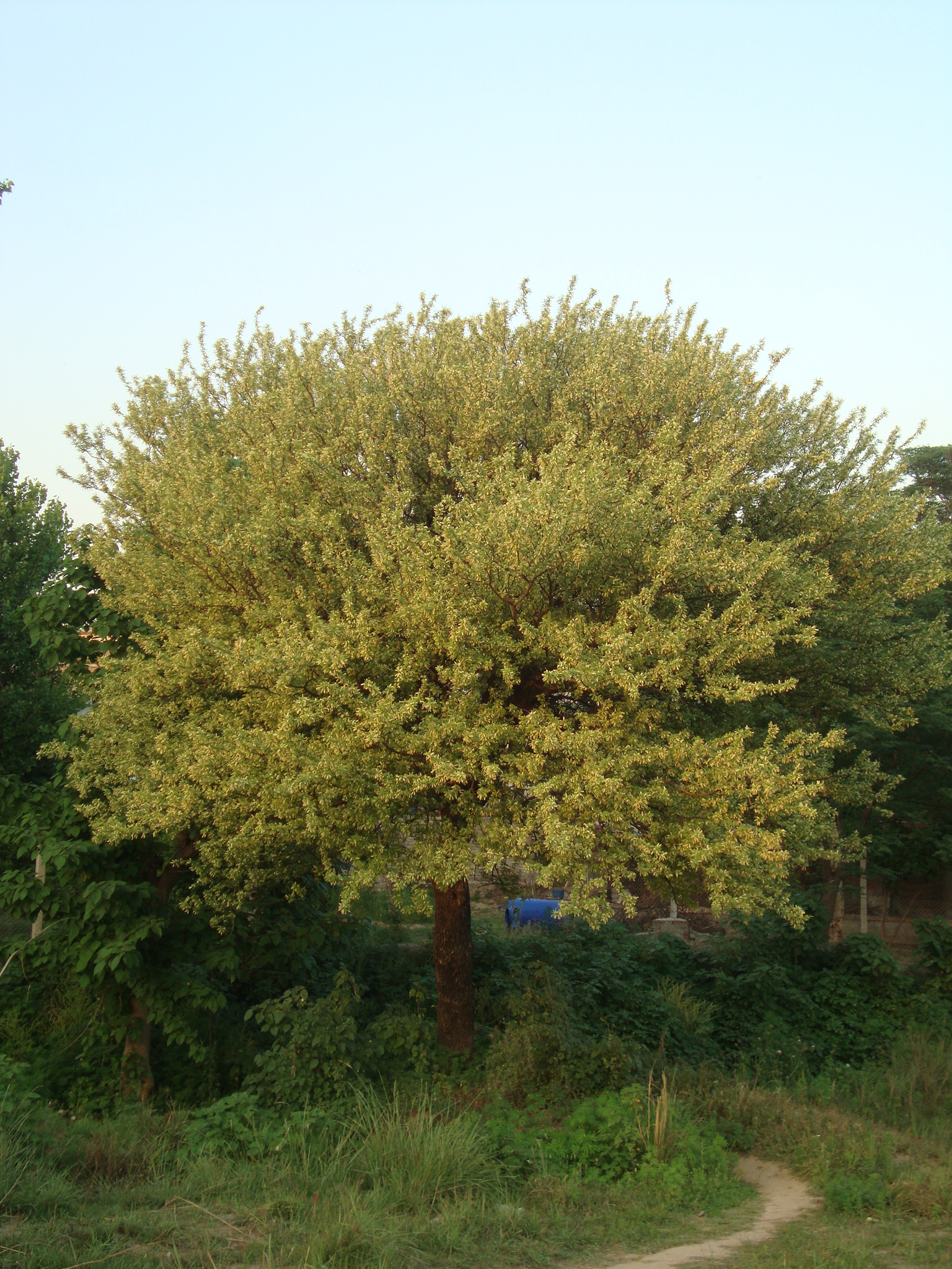 Modesta Akasya