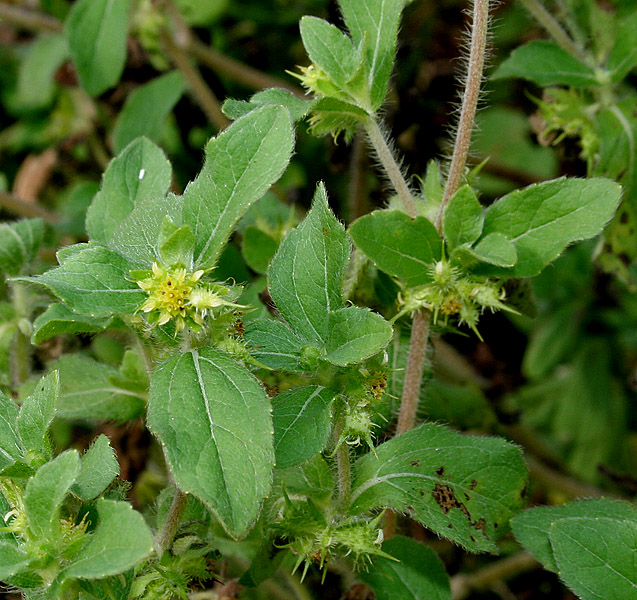 Acanthospermum (Papatyagil)
