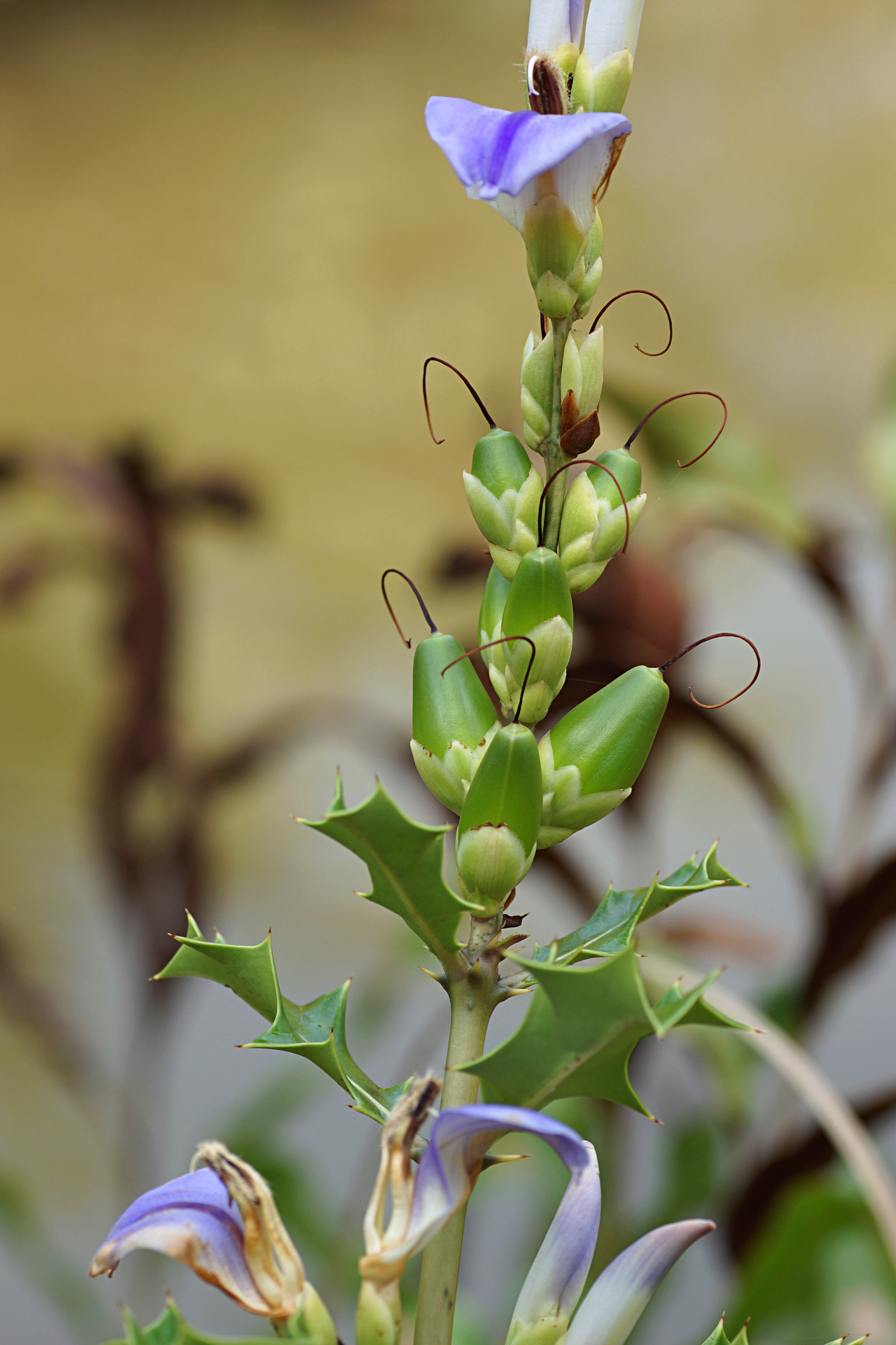 Acanthus (Ayıpençesigil)