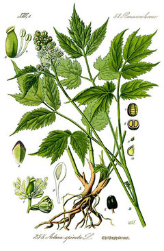 Spicata Karayılan Otu