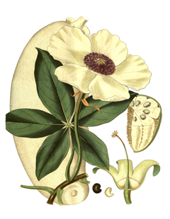 Baobab Ağacı