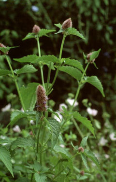 Rugosa Dev Çördük Otu