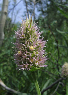 Urticifolia Dev Çördük Otu