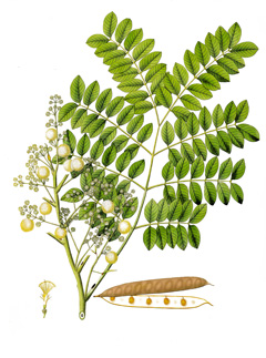 Procera Gülibrişin