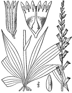 Colic Kökü