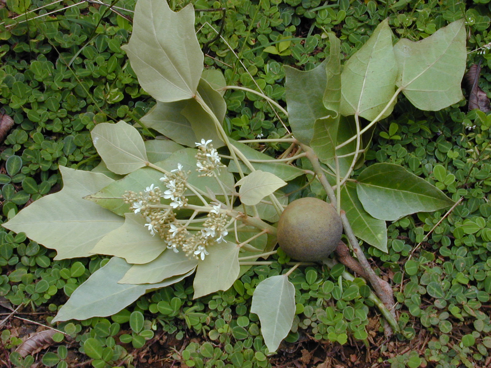 Candlenut