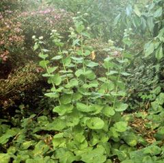 Sarımsağı Mustard