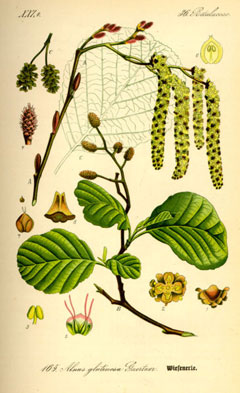 Glutinosa Kızılağaç