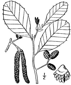 Rugosa Kızılağaç