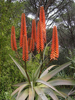 Aloe Vera (Sarısabır)