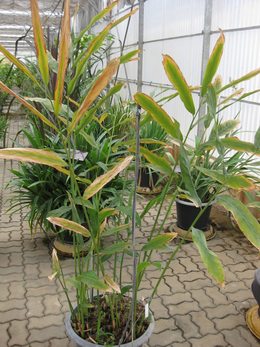 Galangal (Havlıcan)