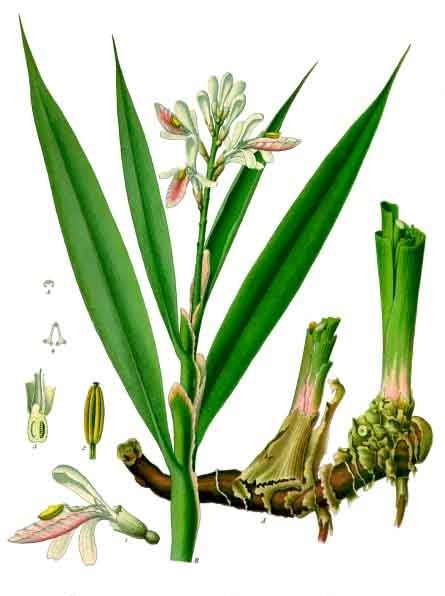 Küçük Havlıcan