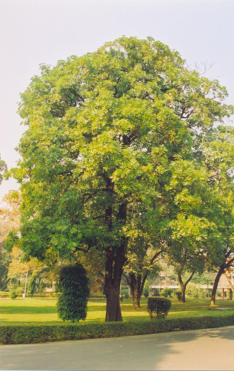 Şeytan Ağacı
