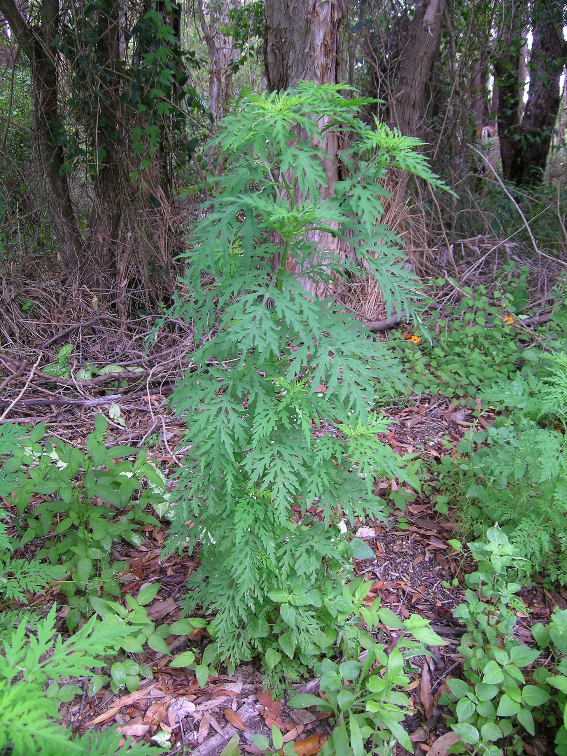 Artemisiifolia Ambrozya