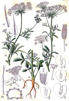 Diş Otu