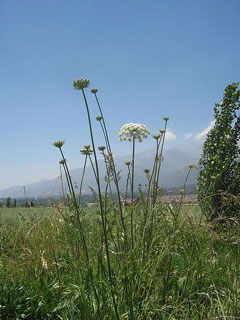 Hıltan (Diş Otu)