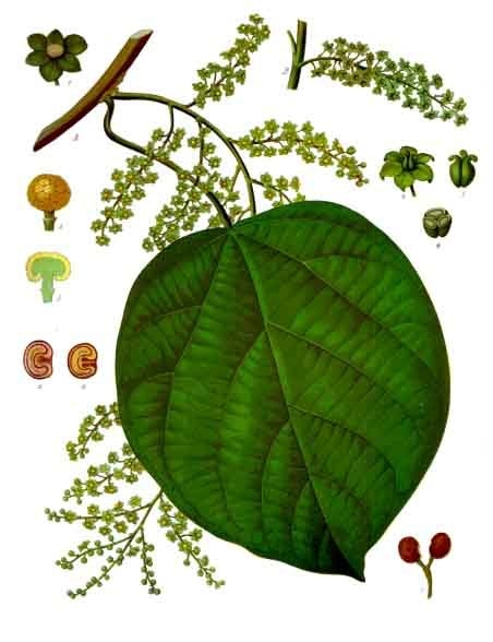 Levant Meyvesi