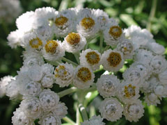 Pearly Everlasting