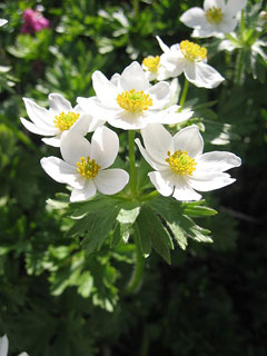 Narcissiflora Anemon