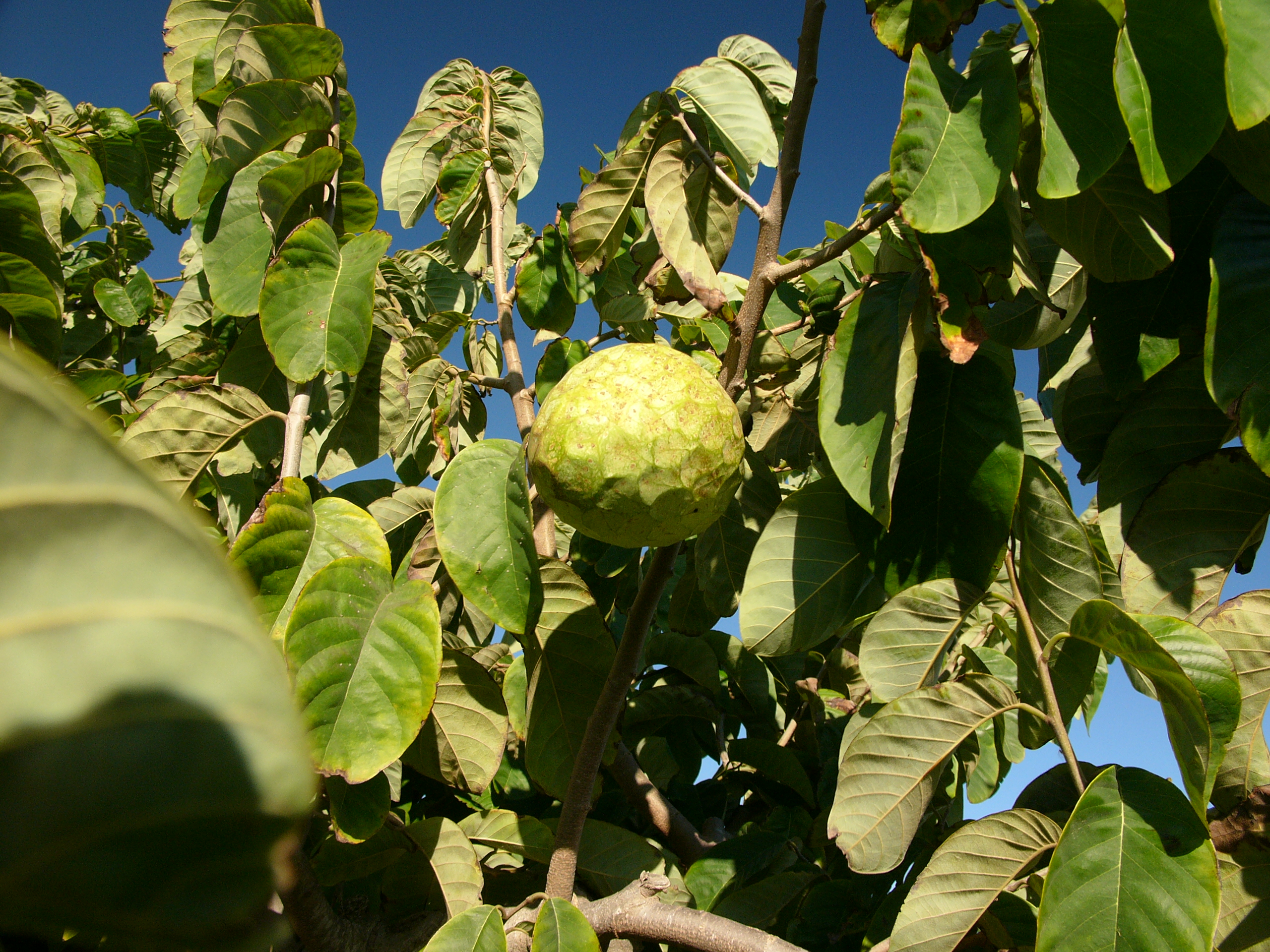 Çerimoya