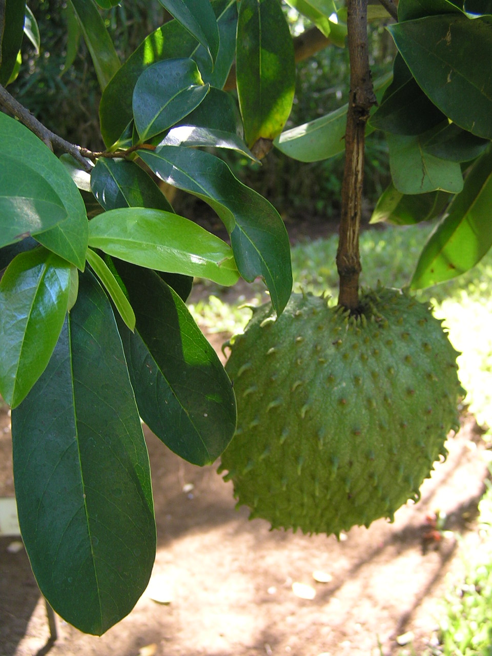 Graviola (Dikenli Ceviz)