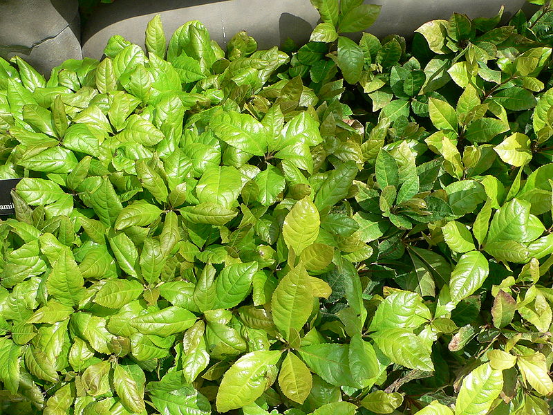 Japonica Ardisya