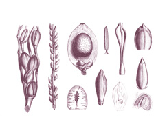 Betel Palmiyesi