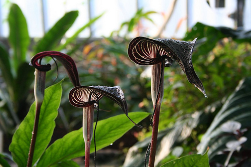 Çin Jack-In-The-Pulpit