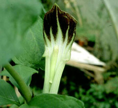 Jack-In-The-Pulpit