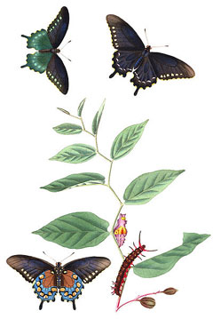 Serpentaria Loğusa Otu