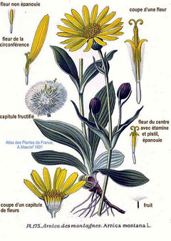 Arnika (Öküz Gözü)