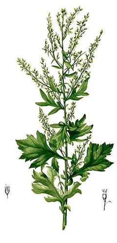Yavşan Otu