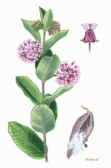 Sütlü Ot