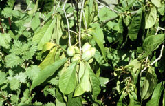 Amerikan Papayası (Pawpaw)
