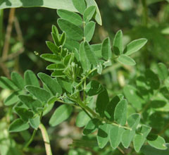 Geven Otu (Astragalus)