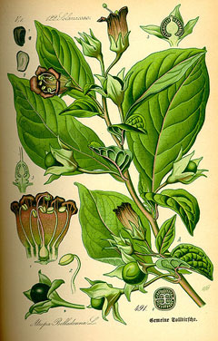 Güzel Avrat Otu (Belladonna)