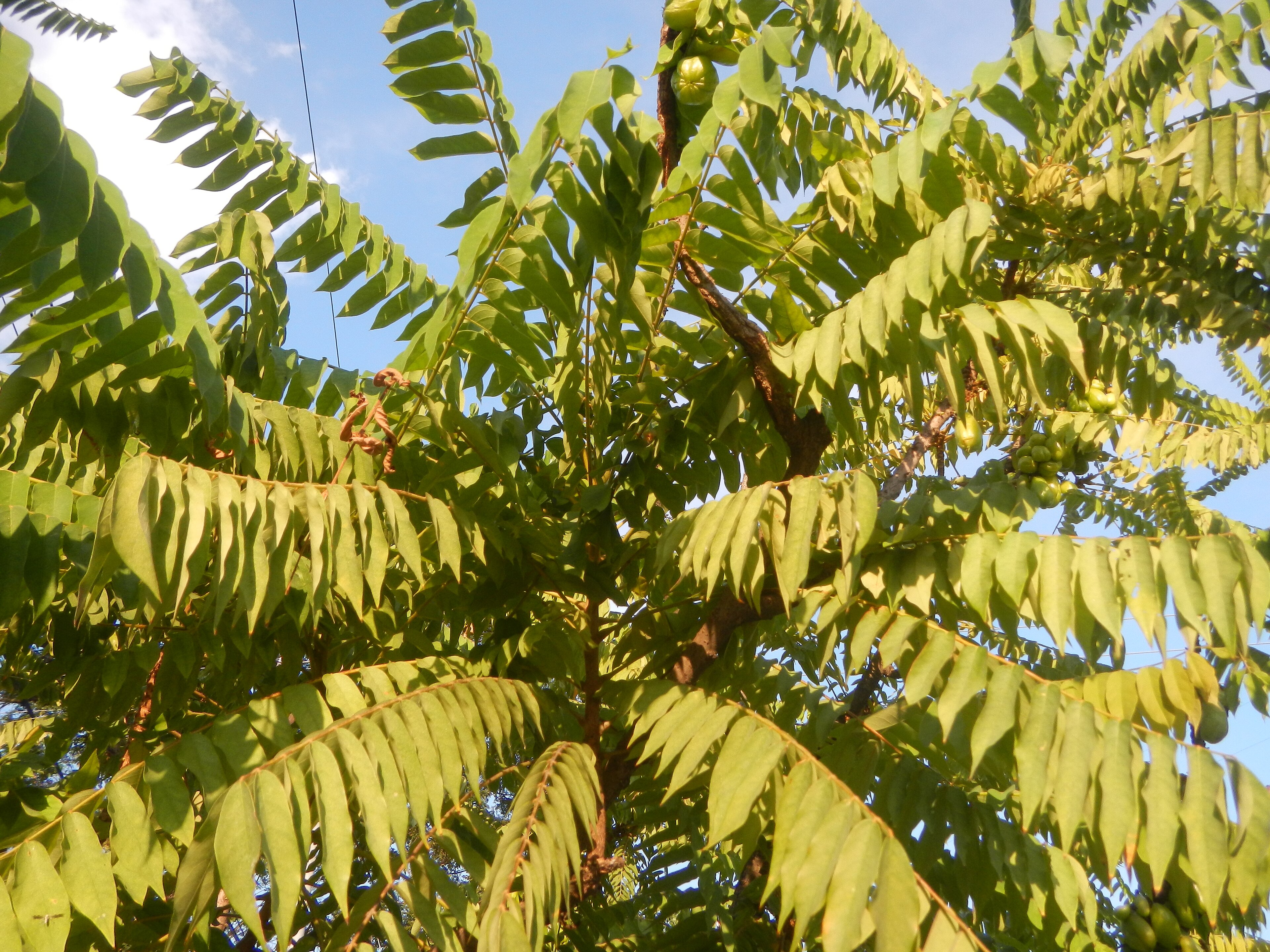 Bilimbi