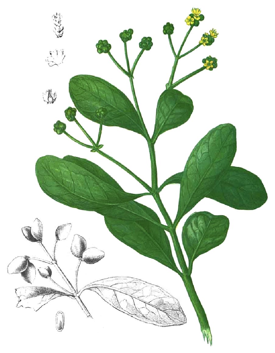 Officinalis Mangrov