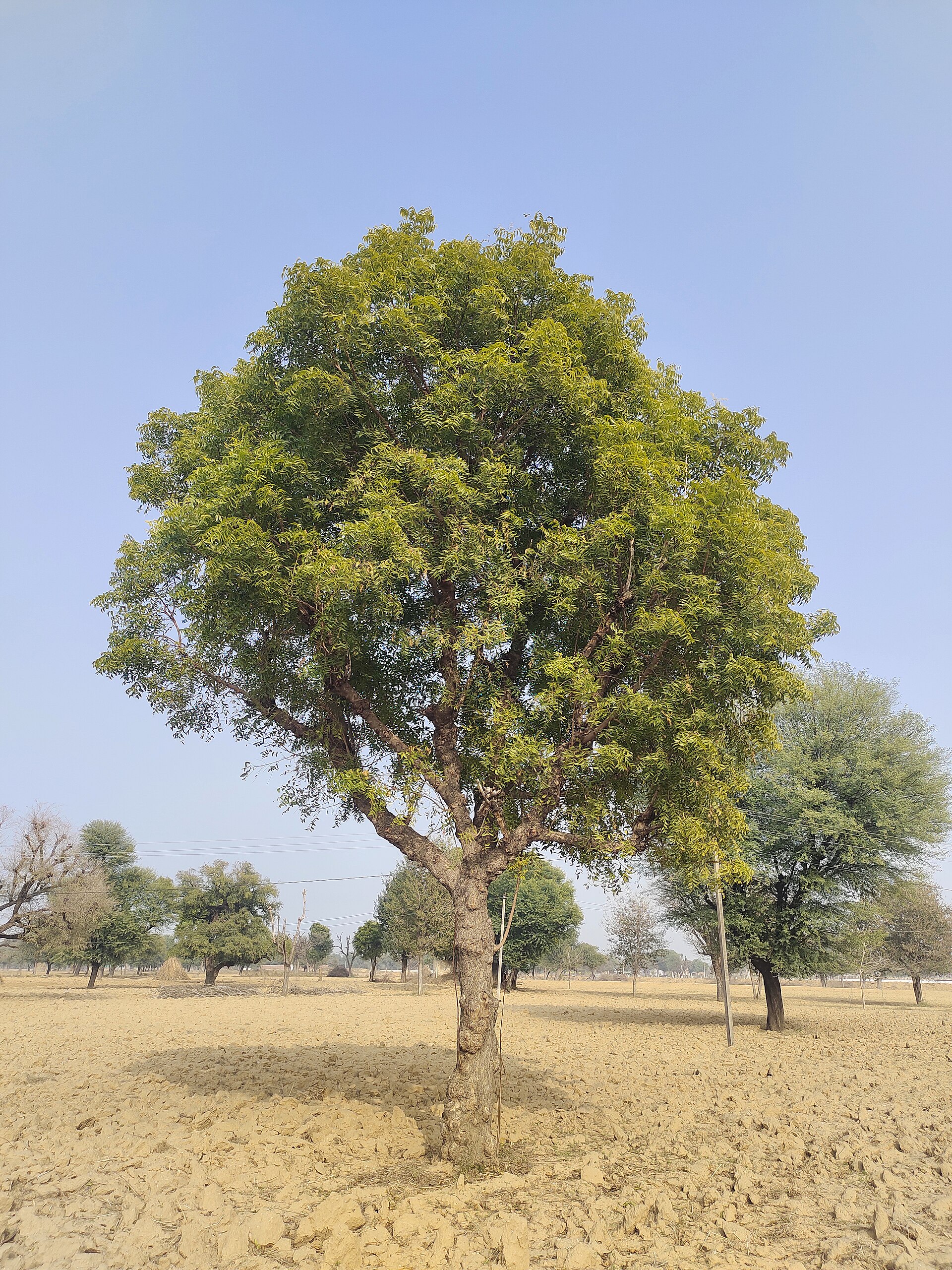 Neem Ağacı (Hint Leylağı)