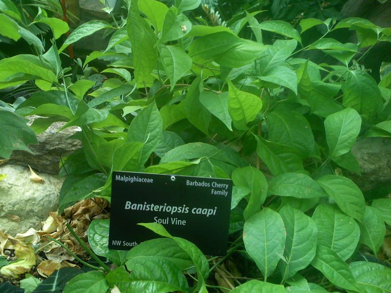 Ayahuasca
