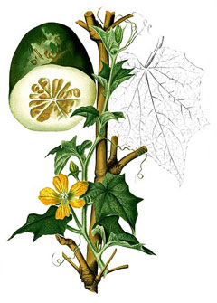 Balmumu Kabağı