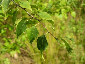 Ermanii Huş Ağacı