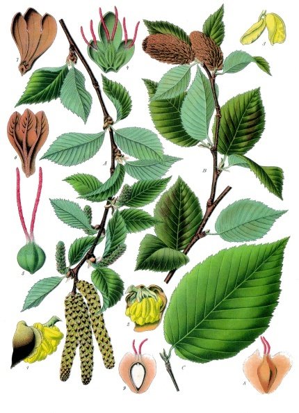 Lenta Huş Ağacı