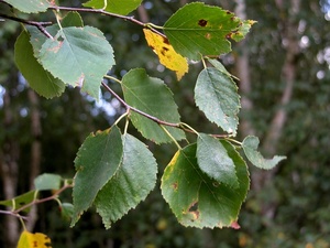 Papyrifera Huş Ağacı