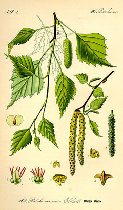 Pendula Huş Ağacı