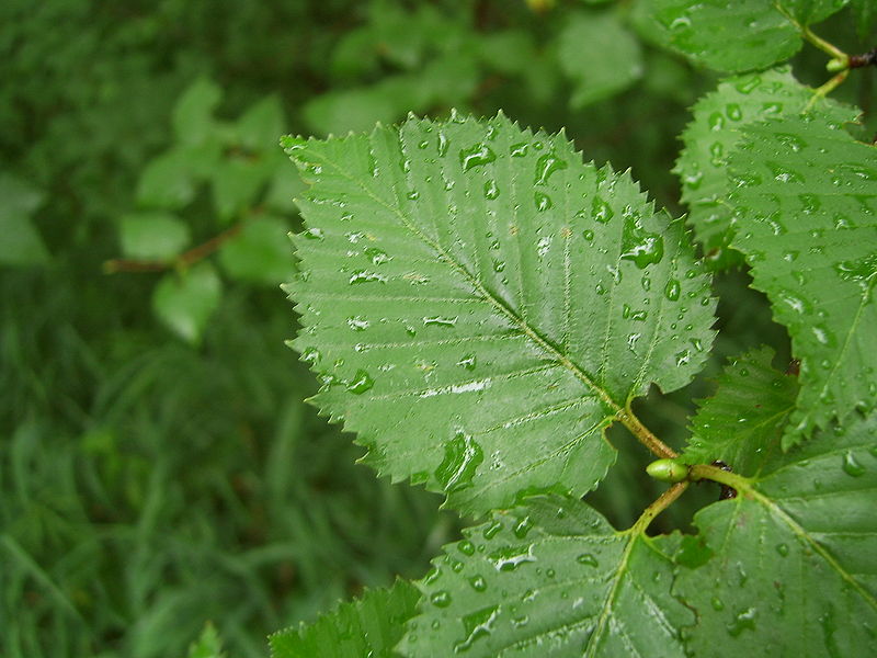 Platyphylla Huş Ağacı