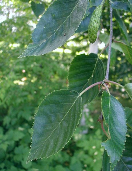Utilis Huş Ağacı
